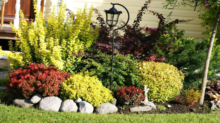 Berberis Thunbergia Maria