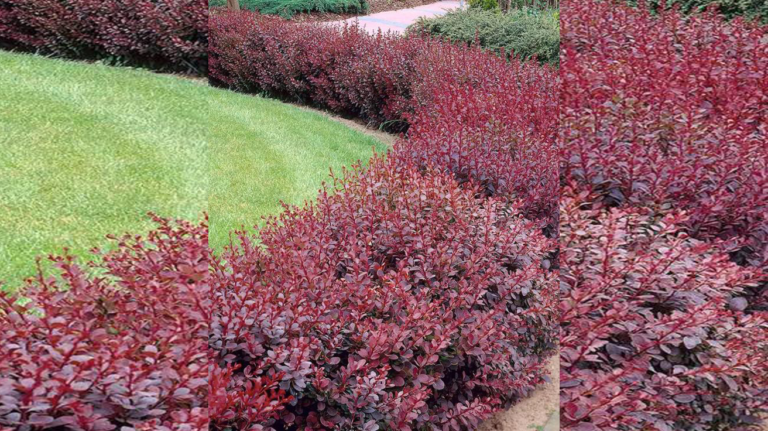 Berberis Thunbergii Atropurpurea