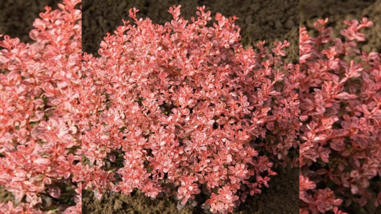Berberis Thunbergii Inspiration