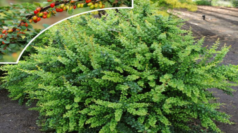 Berberis Thunbergii Zeleni – Zeleni Ukras za Vaš Vrt!
