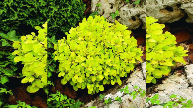 Berberis Tiny Gold