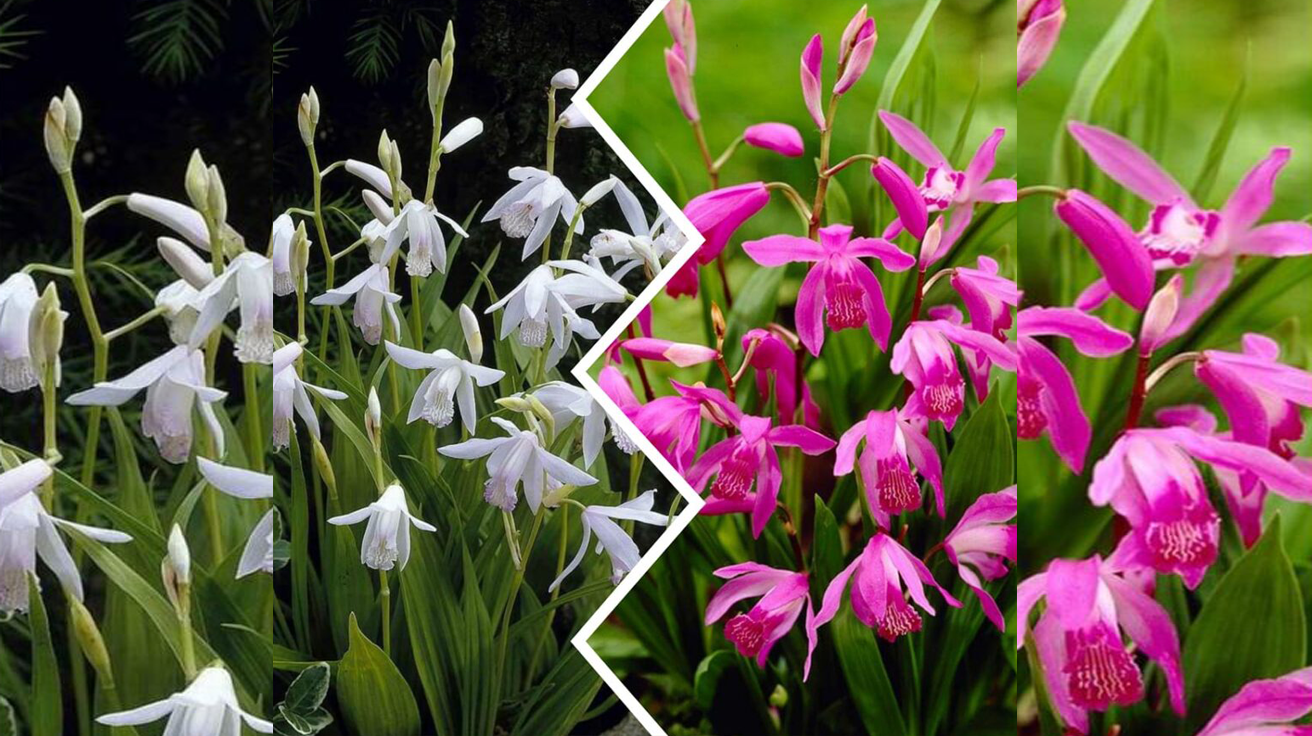 Bletilla Striata Mix