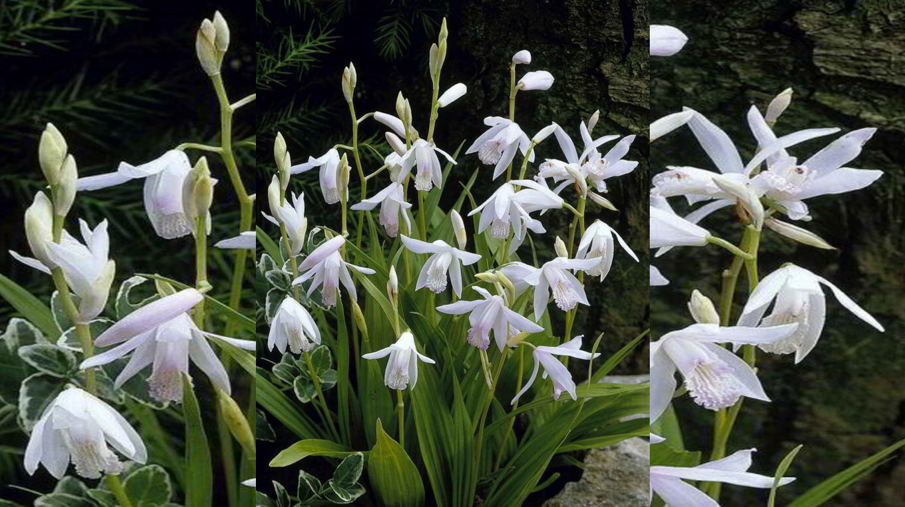 Bletilla Striata White