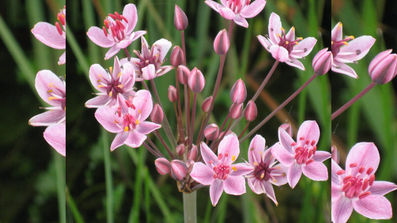Butomus Umbellatus
