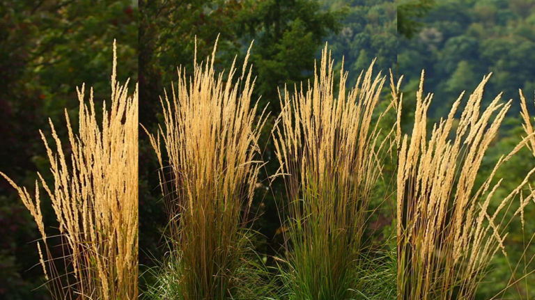 Calamagrostis Karl Foerster