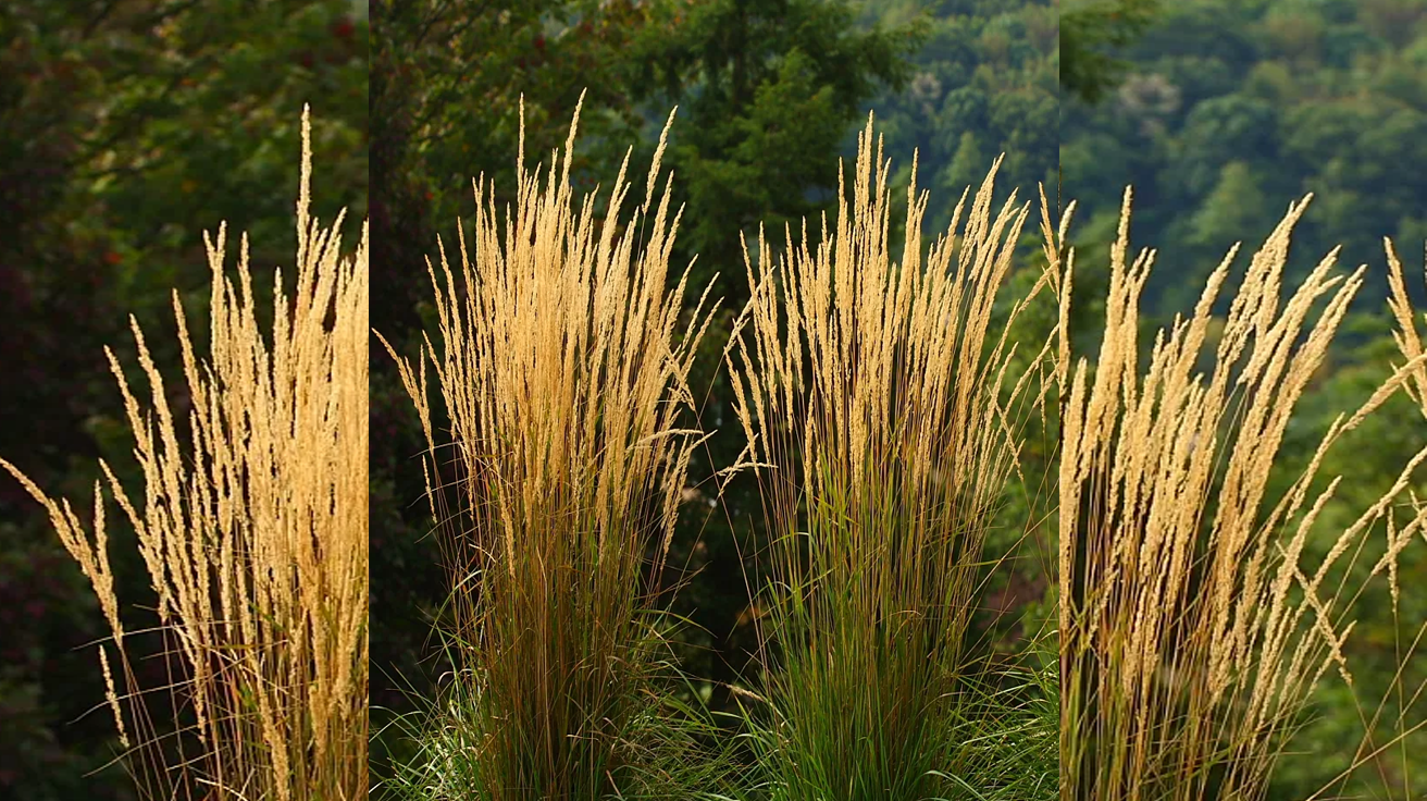 Calamagrostis Karl Foerster