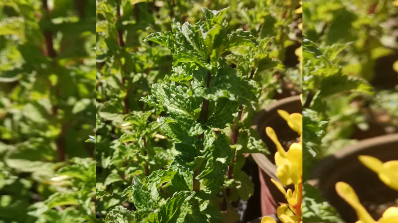 Domaca Menta