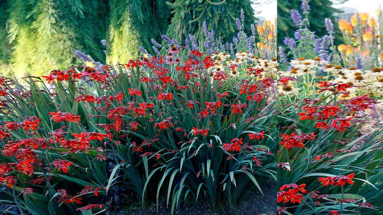 Krokosmija Crocosmia