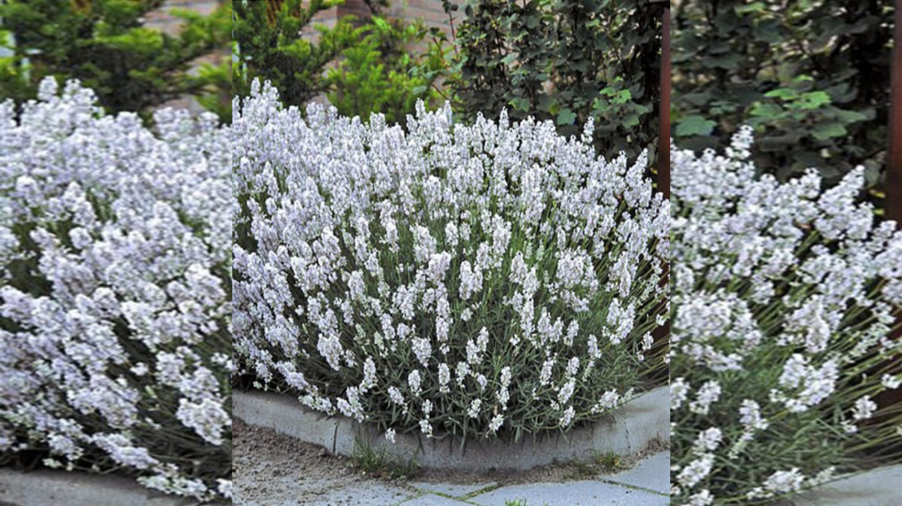 Lavanda Bela