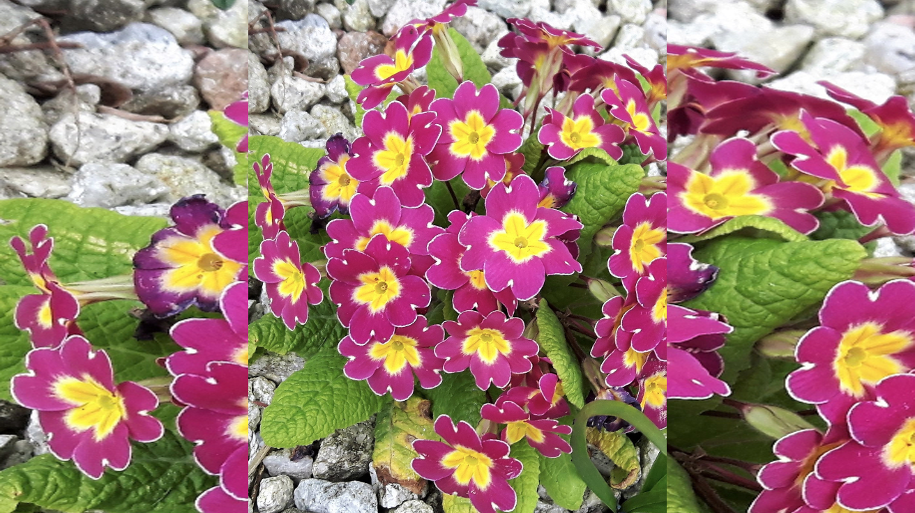 Primula vulgaris Bastenska Jagorcevina