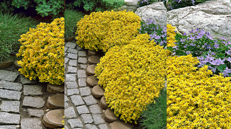 Sedum Acre Aurea