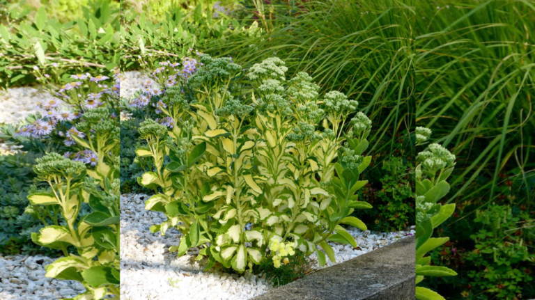 Sedum Alboroseum Mediovariegatum