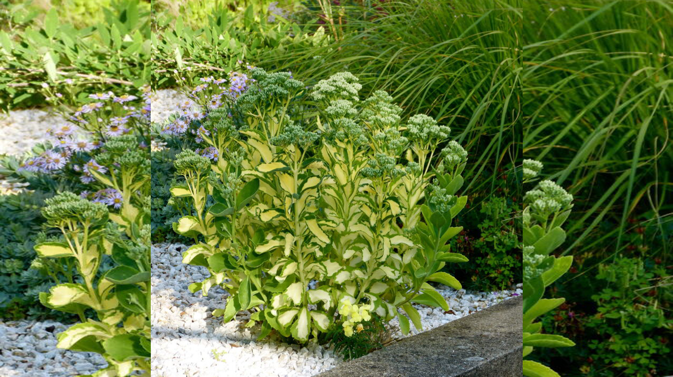 Sedum Alboroseum Mediovariegatum