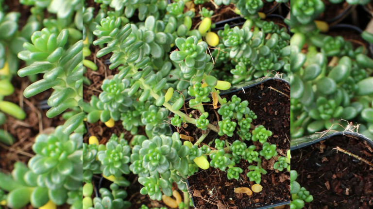 Sedum Album Athoum