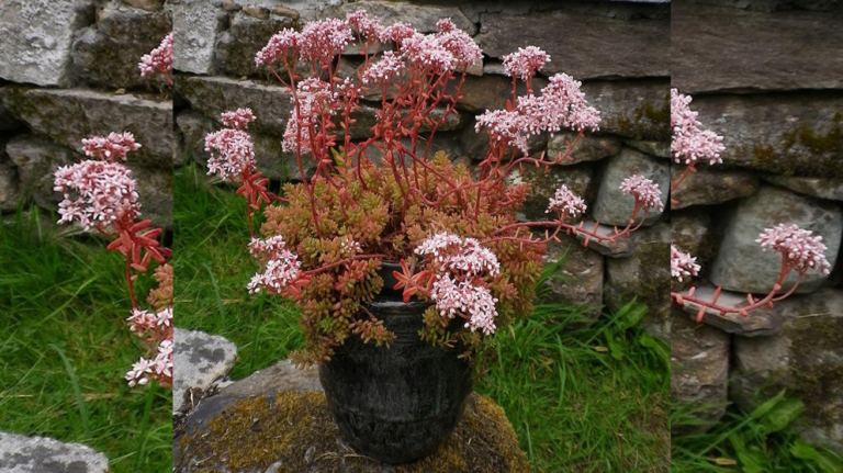 Sedum Album Coral Carpet