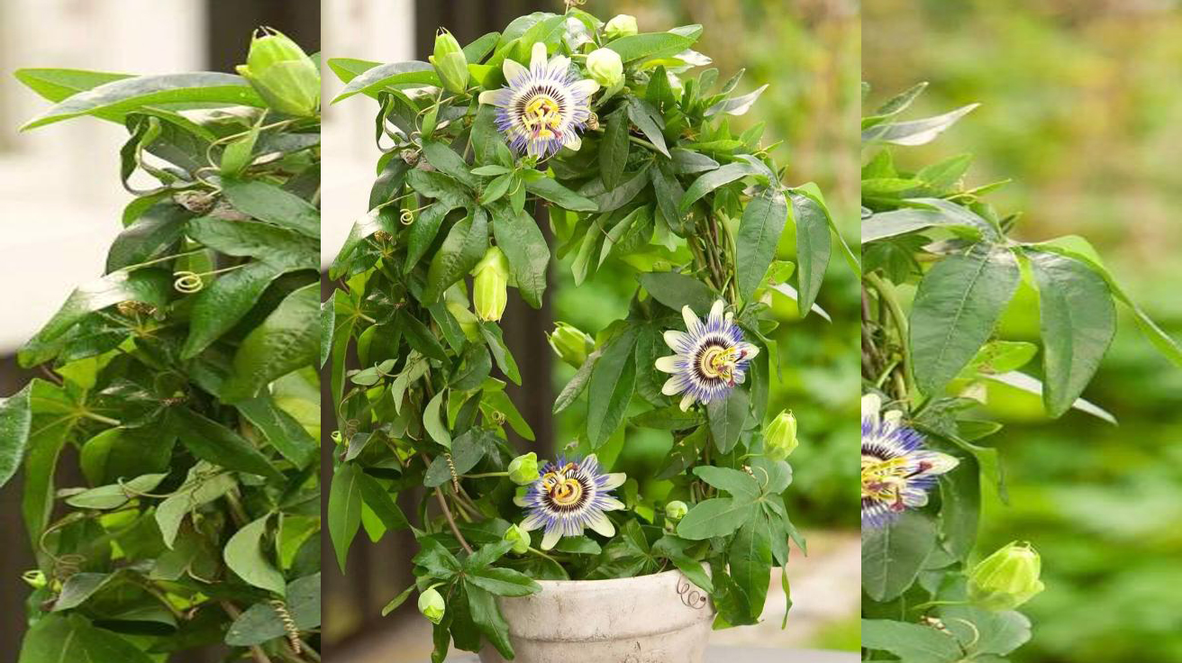 Passiflora Caerulea